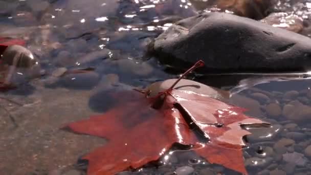 Feuille d'érable rouge dans l'eau — Video