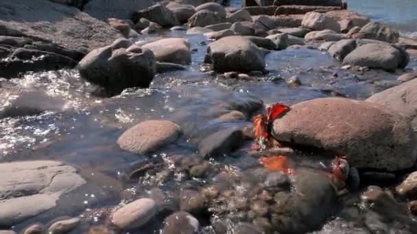 Камни и красные листья в воде — стоковое видео