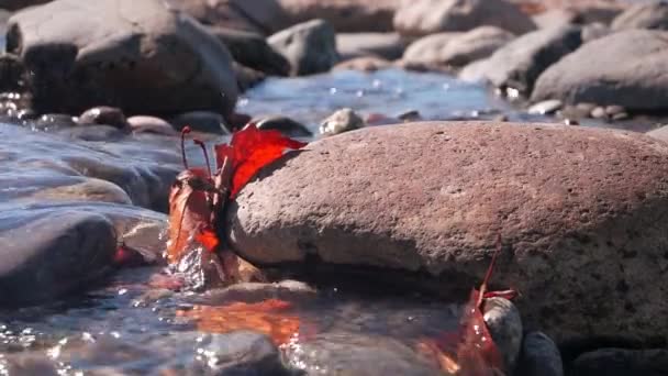 Primo Piano Foglia Acero Rosso Vivo Nel Flusso Acqua Che — Video Stock