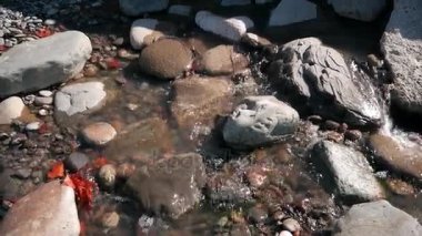 Kırmızı parlak sonbahar yaprakları ve çalışan su akışı büyük kayalar. Ağır çekim
