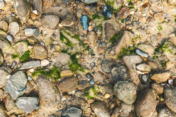 바위, 조개와 이끼 — 스톡 사진