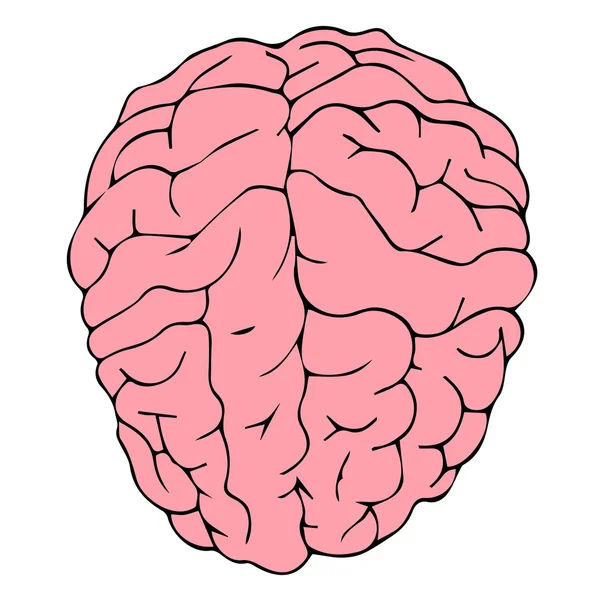 Vector cerebral. Ilustración cerebral. Cerebro médico. Idea cerebral. Cerebro creativo. Icono cerebral. Logo cerebral. Anatomía cerebral. Pictograma cerebral. Órgano cerebral. Caricatura cerebral. Cerebro lindo. Cerebro aislado. Tarjeta cerebral . — Vector de stock