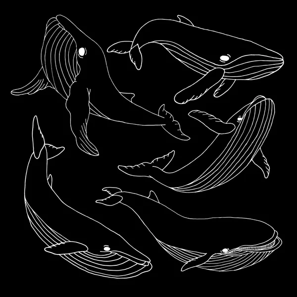Set de ballenas. Vector de ballenas. Ilustración de ballenas. Cara de ballena. Icono de ballena. Logo de ballena. Arte de ballenas. Huella de ballena. Gráfico de ballenas. Huella de ballena. Fondo de ballena. Diseño de ballenas. Bandera de ballenas. Dibujo de ballenas. Ballena . Ilustración De Stock
