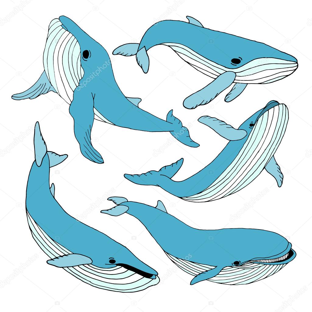 Whale set. Whale Vector. Whale illustration. Whale face. Whale icon. Whale logo. Whale art. Whale print. Whale graphic. Whale print. Whale background. Whale design. Whale banner. Whale drawing. Whale.