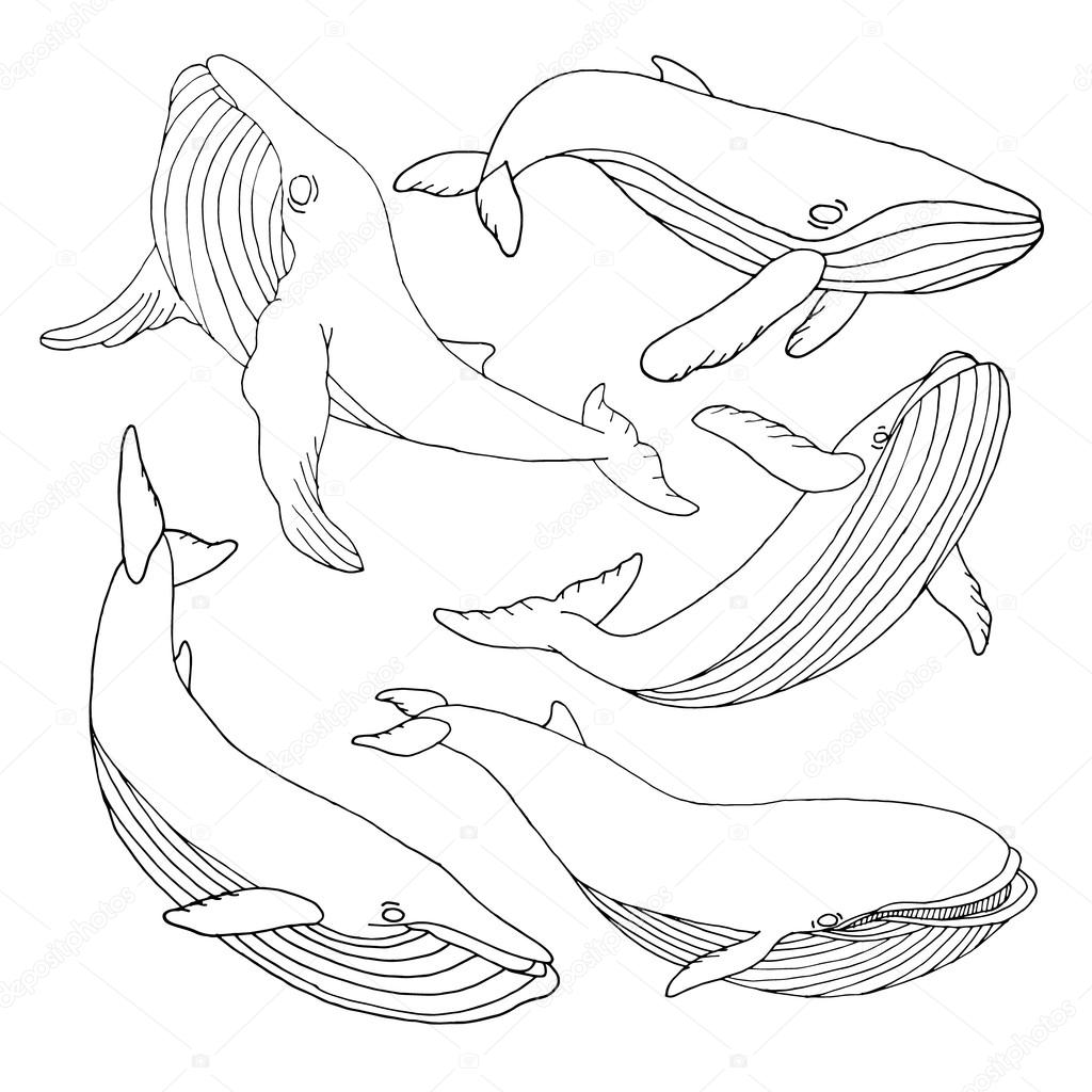 Whale set. Whale Vector. Whale illustration. Whale face. Whale icon. Whale logo. Whale art. Whale print. Whale graphic. Whale print. Whale background. Whale design. Whale banner. Whale drawing. Whale.