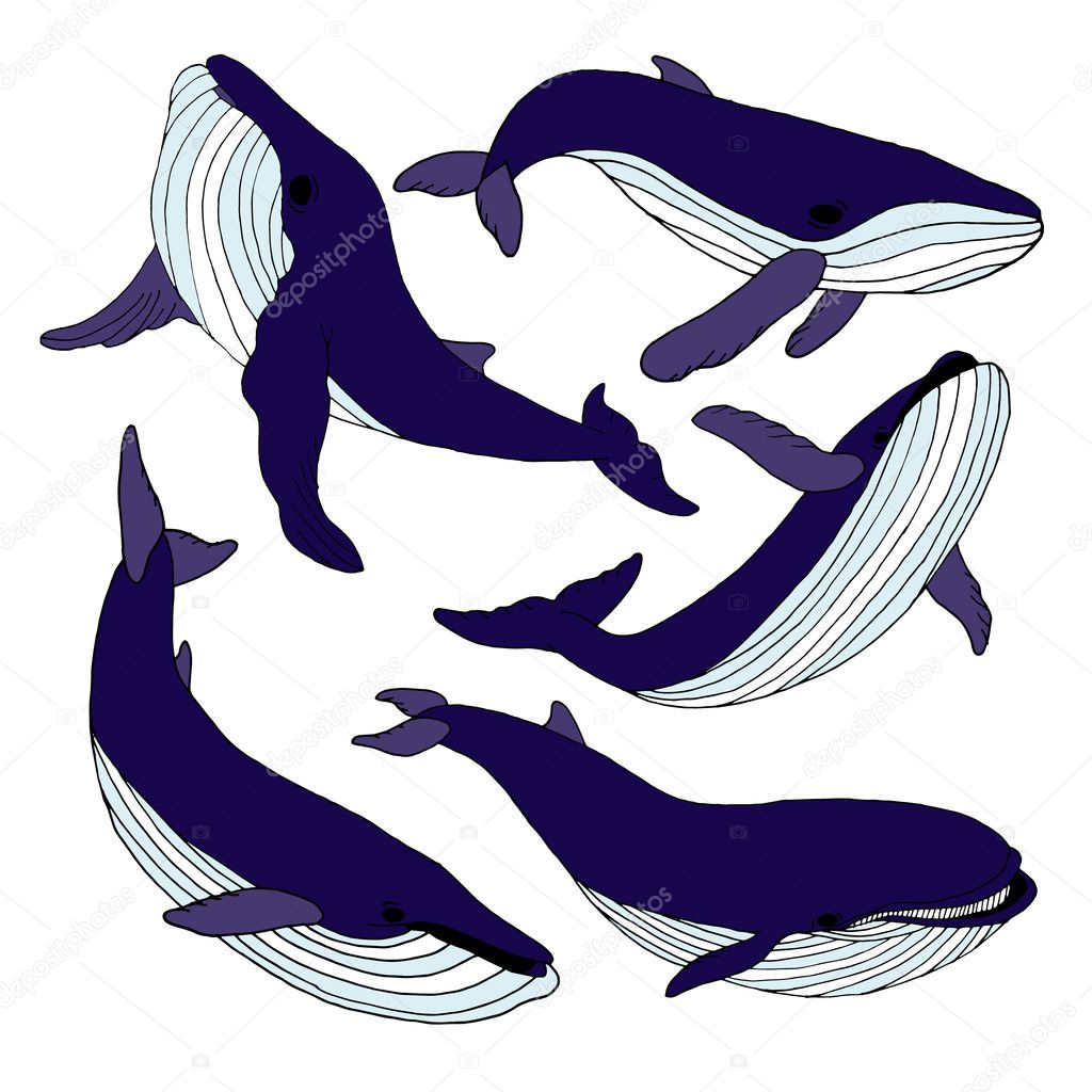Whale set. Whale Vector. Whale illustration. Whale face. Whale icon. Whale logo. Whale art. Whale print. Whale graphic. Whale print. Whale background. Whale design. Whale banner. Whale drawing. Whale.