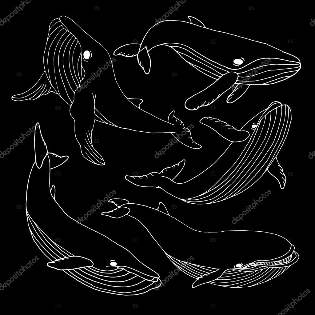 Whale set. Whale Vector. Whale illustration. Whale face. Whale icon. Whale logo. Whale art. Whale print. Whale graphic. Whale print. Whale background. Whale design. Whale banner. Whale drawing. Whale.