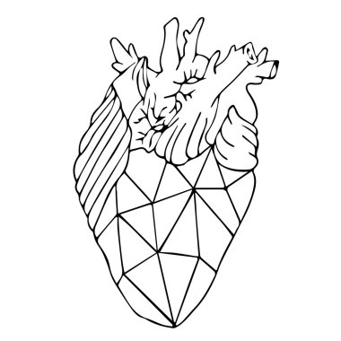 Download Anatomical Heart Free Vector Eps Cdr Ai Svg Vector Illustration Graphic Art