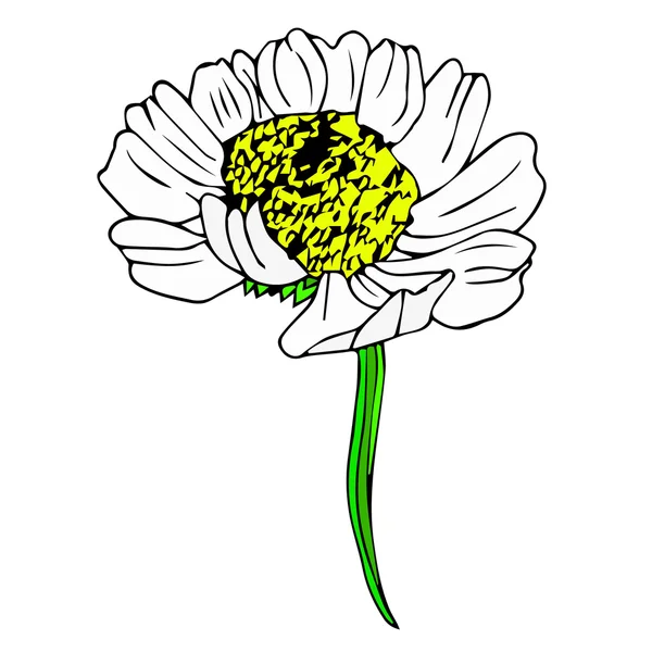 Chamomile flower icon. Daisy art background. Daisy nature objects. Daisy objects. Daisy poster icon. Daisy card isolated. Daisy art color. Daisy bouquet. Daisy cartoon. Daisy cute. Daisy flowers logo. Daisy decoration. Daisy design. Daisy texture. — Stock Vector