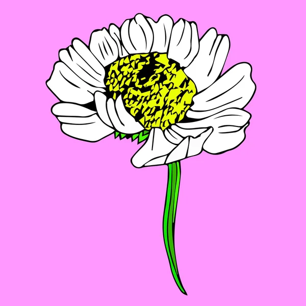 Icono de flor de manzanilla. Antecedentes de arte margarita. Daisy objetos de la naturaleza. Daisy objeta. Icono del cartel de Daisy. Tarjeta de margarita aislada. Daisy color de arte. Ramo de margaritas. Caricatura de Margarita. Daisy linda. Logo de flores de margarita. Decoración de margarita. Diseño de margaritas. Textura de margarita . — Archivo Imágenes Vectoriales