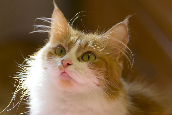 Gato vermelho bonito em casa no início da manhã . — Fotografia de Stock