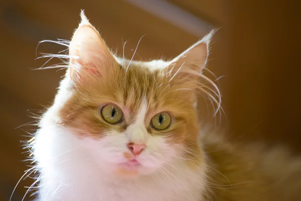 Hermoso gato rojo en casa temprano en la mañana . — Foto de Stock