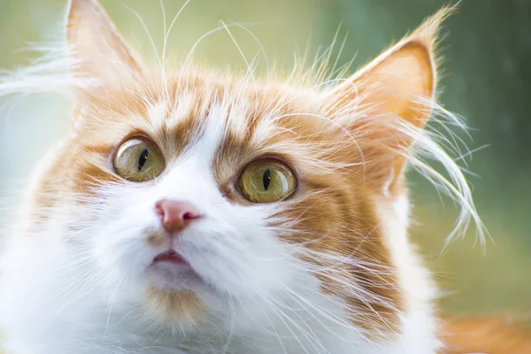 Gato vermelho bonito em casa no início da manhã . — Fotografia de Stock