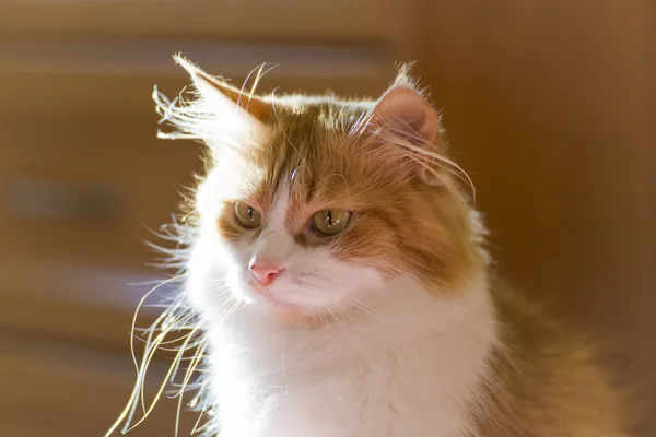 Hermoso gato rojo en casa temprano en la mañana . — Foto de Stock