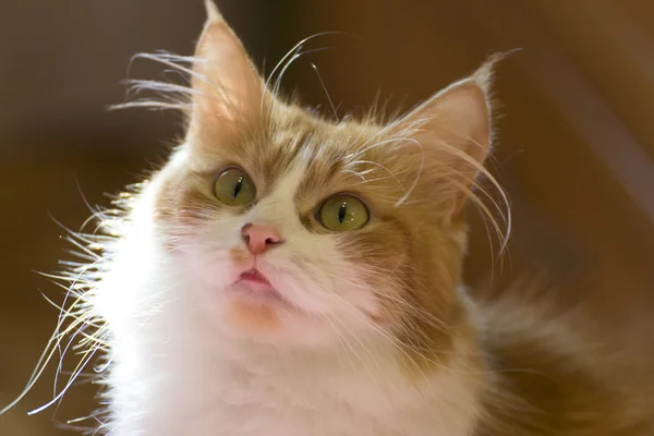 Hermoso gato rojo en casa temprano en la mañana . — Foto de Stock