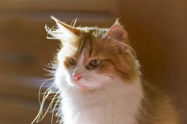 Hermoso gato rojo en casa temprano en la mañana . — Foto de Stock