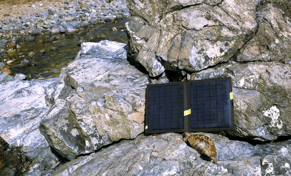 Güneşli bir günde bir güneş paneli yanındaki turtle. — Stok fotoğraf