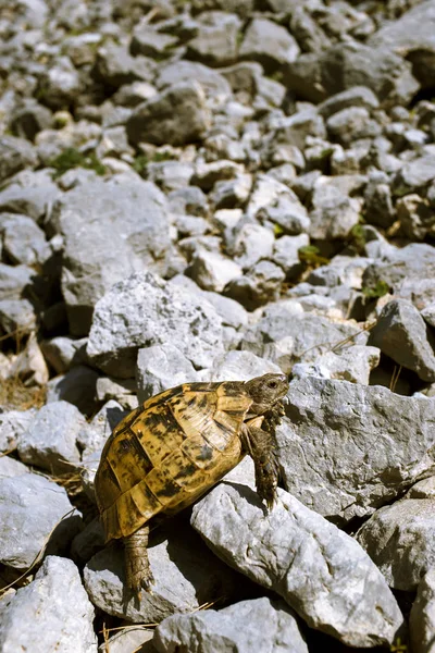 Tortuga terrestre arrastrándose sobre rocas en condiciones naturales . — Foto de Stock