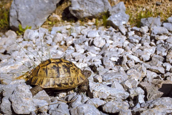 Χερσαίας χελώνας σέρνεται στα βράχια σε φυσικές συνθήκες. — Φωτογραφία Αρχείου