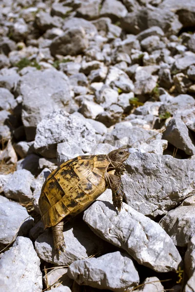 Land turtle crawling on rocks in natural conditions.