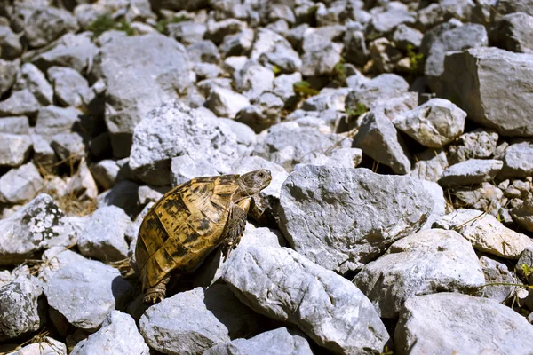 Tortuga terrestre arrastrándose sobre rocas en condiciones naturales . — Foto de Stock