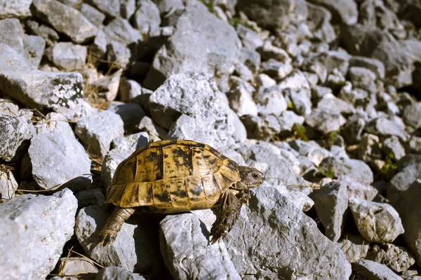 Tortuga terrestre arrastrándose sobre rocas en condiciones naturales . — Foto de Stock