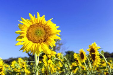 Güneşli bir günde tarlada açan ayçiçeği.