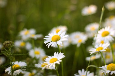 Güzel doğa sahne ile güneşin çiçek açan papatyalar. 