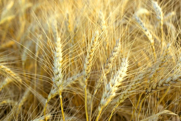 Ripe golden wheat ears in the field before harvest. — Stock Photo, Image