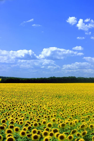 Blühende Sonnenblume auf einem Feld an einem sonnigen Tag. — Stockfoto