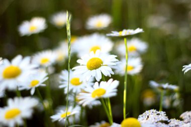 Güzel doğa sahne ile güneşin çiçek açan papatyalar. 