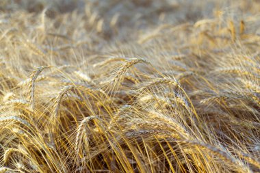 Olgun altın buğday kulakları daha önce hasat.