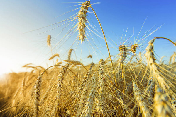 Спелые золотые колосья пшеницы в поле до сбора урожая
.