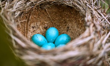 Vahşi beş yumurta ile bir kuş yuvası.