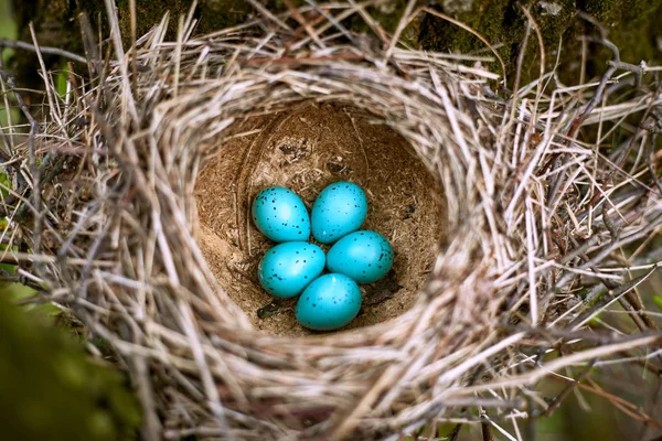 Nido de un pájaro con cinco huevos en la naturaleza . — Foto de Stock