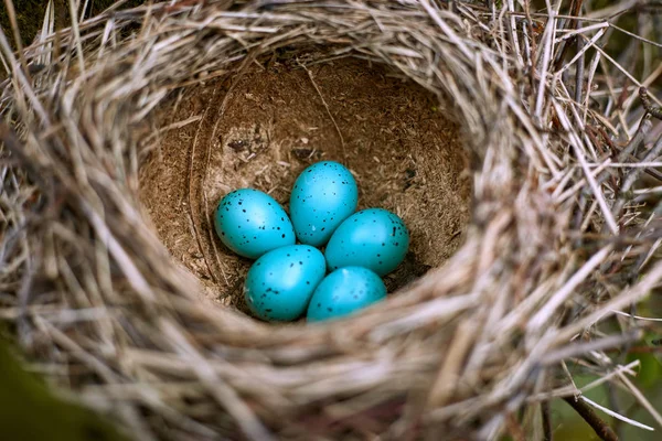 Nido di un uccello con cinque uova allo stato selvatico . — Foto Stock
