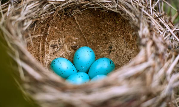 Nido di un uccello con cinque uova allo stato selvatico . — Foto Stock