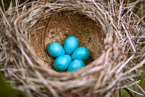 Nido de un pájaro con cinco huevos en la naturaleza . — Foto de Stock