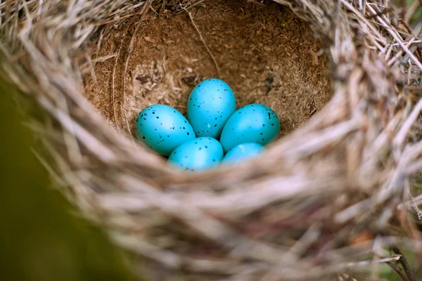 Ninho de um pássaro com cinco ovos na natureza . — Fotografia de Stock
