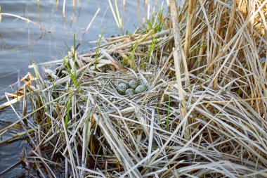 Su içinde belgili tanımlık vahşi bir yuvadaki yumurta.