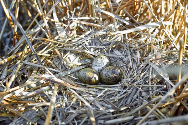 Colocação de ovos em um ninho na água na natureza . — Fotografia de Stock