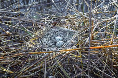 Su içinde belgili tanımlık vahşi bir yuvadaki yumurta.