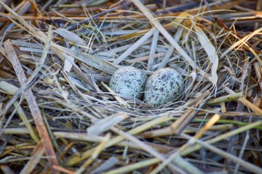 Su içinde belgili tanımlık vahşi bir yuvadaki yumurta.