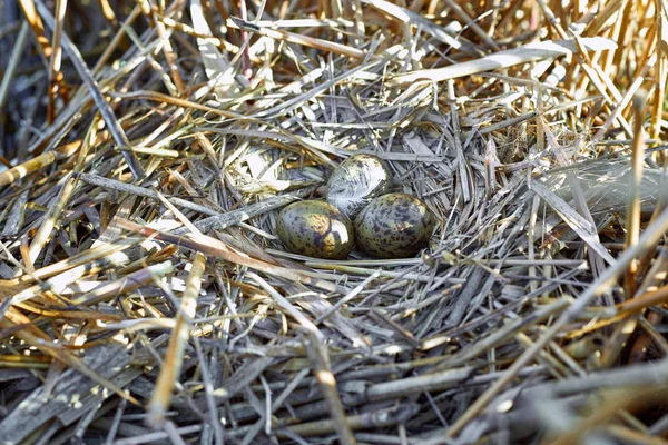 Legt eieren in een nest op het water in het wild. — Stockfoto