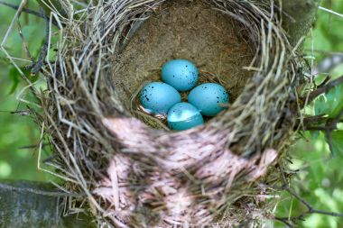 Vahşi bir ağaçta kuş yuvası.