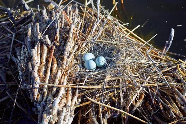 Legt eieren in een nest op het water in het wild. — Stockfoto