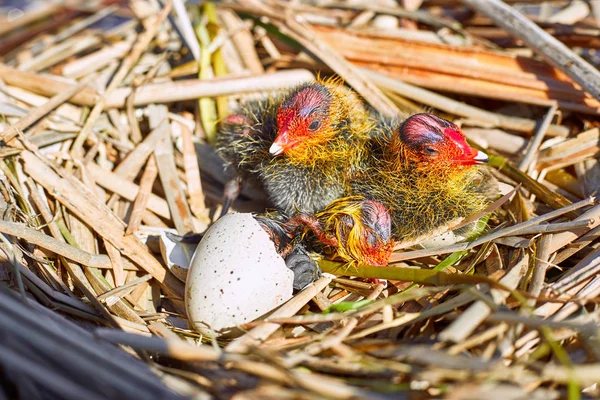 Het begin van een nieuw leven van vogels in het nest op het water. — Stockfoto