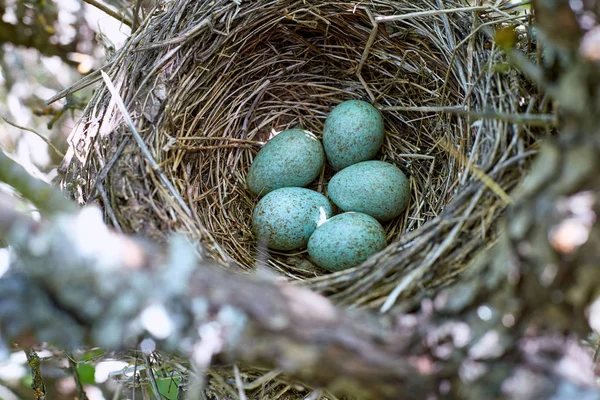 Een nest van vogels in een boom in het wild. — Stockfoto