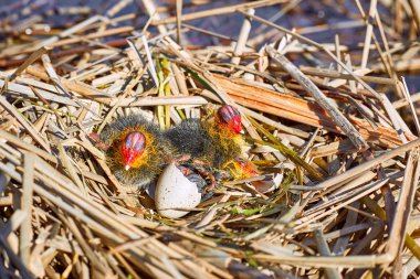 Kuşlar yuvaya su üzerinde yeni bir hayatın başlangıcı.
