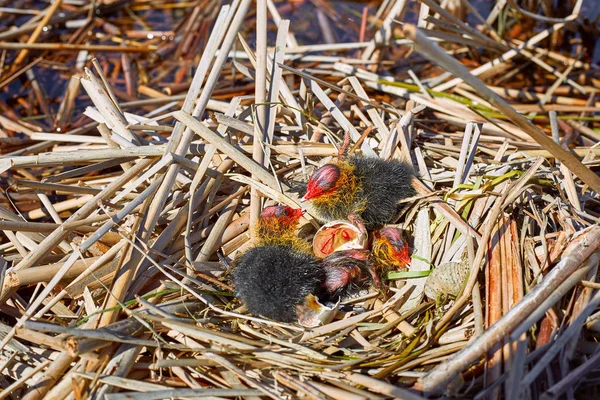 Het begin van een nieuw leven van vogels in het nest op het water. — Stockfoto